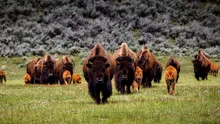 Mai mulți turiști, atacați de bizoni în Parcul Național Yellowstone din SUA