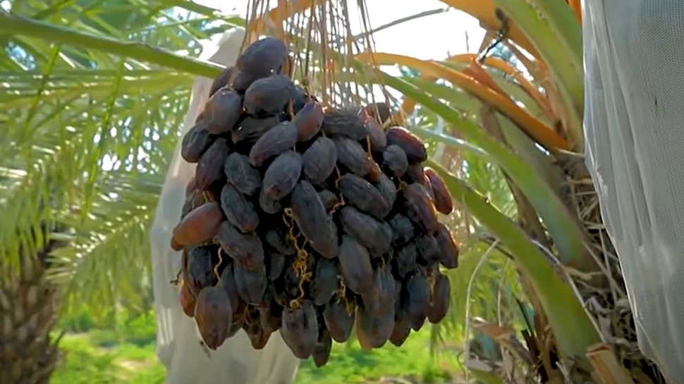 Cercetătorii israelieni au crescut curmali din seminţe de pe vremea lui Iisus