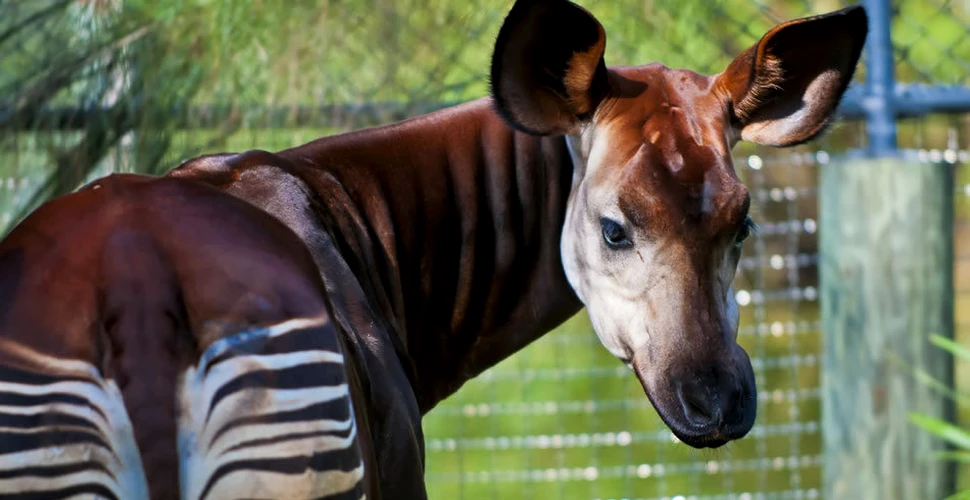 Okapi – o misterioasă creatură a junglei