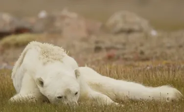 Adevărul crud din spatele imaginilor sfâşietoare care arată ultimele clipe ale unui urs polar care moare de foame