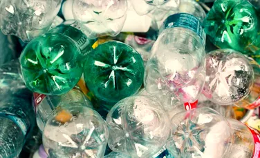 Muștele moarte ar putea fi transformate în plastic biodegradabil
