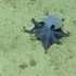 O nouă specie de caracatiță adorabilă a fost descoperită în apropierea Insulelor Galapagos