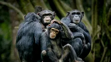 Cimpanzeii își tratează bolile cu plante medicinale, au observat cercetătorii