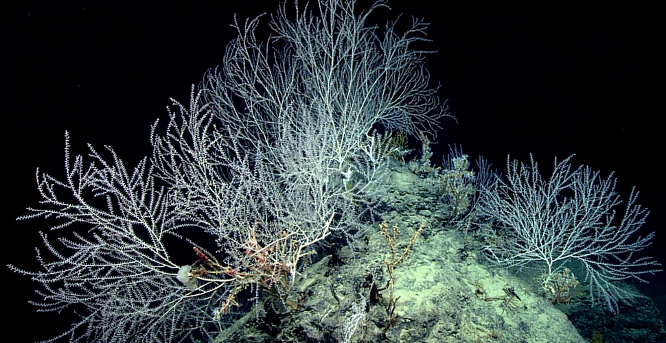 O comunitate uriaşă de corali a fost descoperită la peste 2,2 de kilometri adâncime, în Golful Mexic