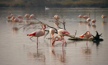 Apariție rară de flamingo în Delta Dunării. E cel mai mare grup văzut în România