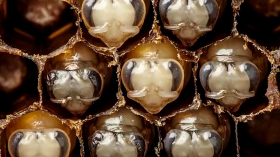 Imagini incredibile. Cum arată primele 21 de zile din viaţa unei albine – VIDEO