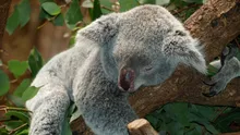 Cum vrea Australia să protejeze peste 100 de plante și animale în pericol de dispariție?