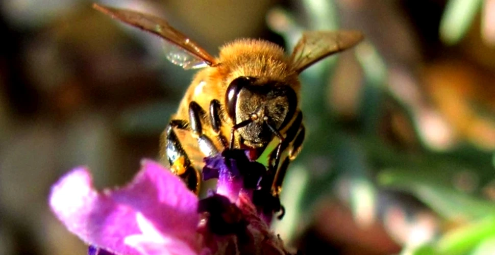 Albinele vor fi folosite în lupta împotriva terorismului