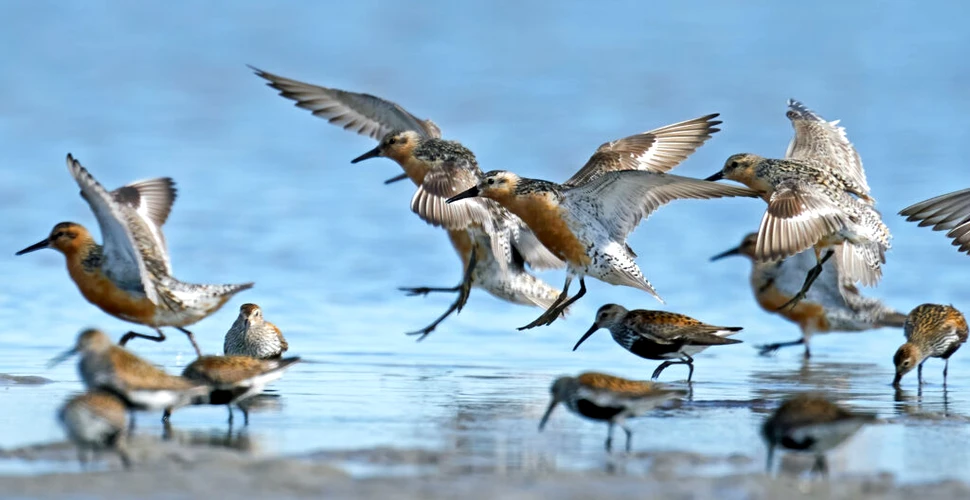 Chiar și păsările au personalitate. Cum le ajută în lupta cu schimbările climatice?