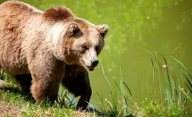 Tot mai multe dovezi indică faptul că urșii nu sunt carnivori