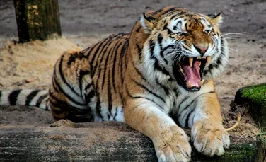 Un veterinar de la Universitatea Cambridge a salvat ochiul unui tigru. Este prima operație de acest fel din lume