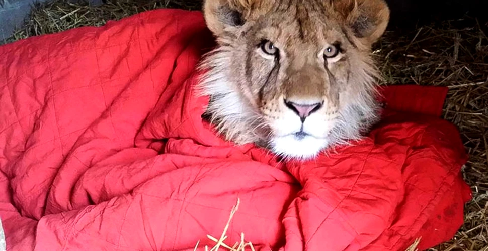 Un pui de leu salvat acum doi ani nu poate adormi fără pătură chiar şi după ce a crescut mare – FOTO+VIDEO