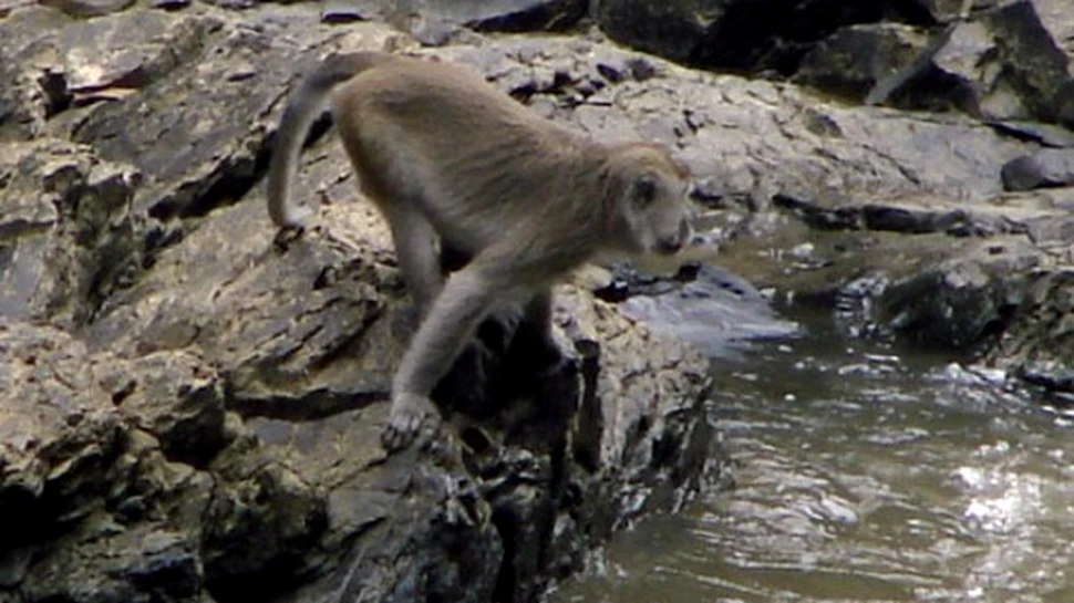 Maimutele macac au plecat la pescuit