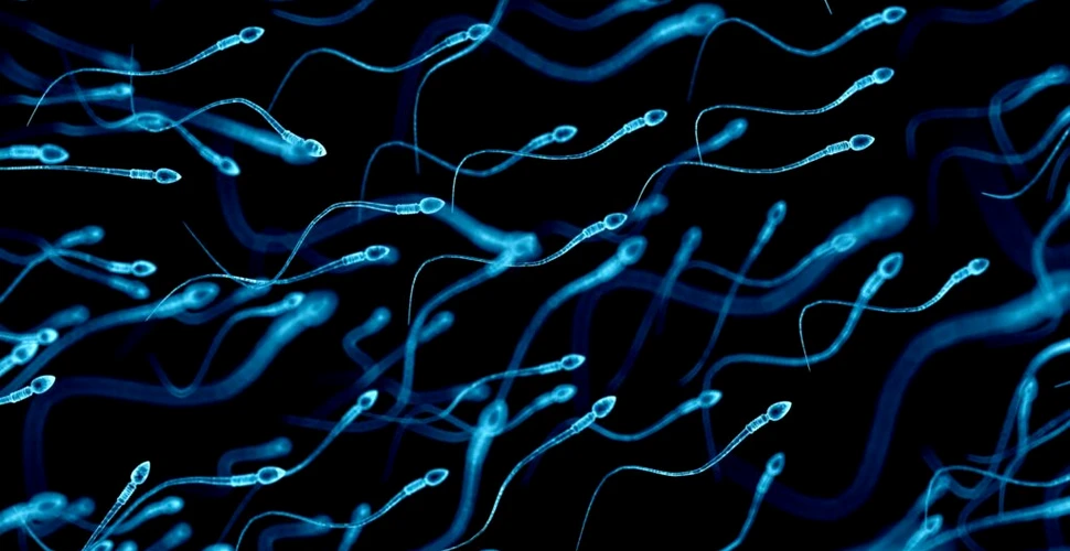 S-a confirmat: radiațiile telefoanelor afectează cantitatea și calitatea spermatozoizilor