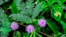 Plantele simt durerea? Știința surprinzătoare a percepției plantelor