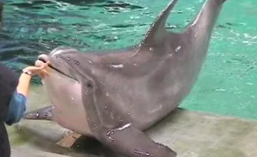 Regim drastic pentru delfinii cu probleme de “silueta”