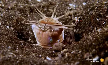 Una dintre cele mai terifiante creaturi ale mediului acvatic: un vierme subacvatic care nu vede – VIDEO