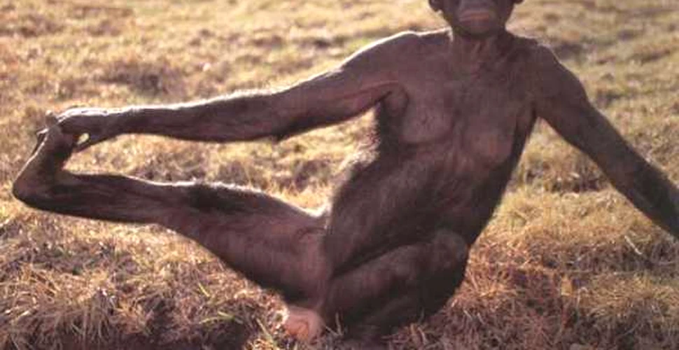 Cimpanzeii trăiesc sexul mai intens decât oamenii