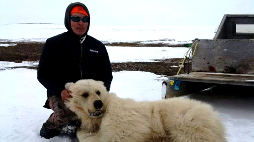 Un urs foarte rar a fost împuşcat în nordul Canadei – VIDEO