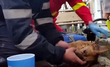 Imaginile care au emoţionat România.  Pompierul care a resuscitat un câine rănit în incendiu: ”Salut, prietene! Te rog să scapi, să o faci pentru mine” VIDEO