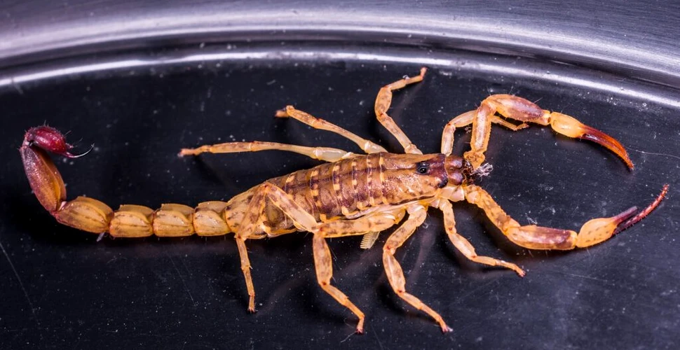 Un copil înțepat de scorpion a murit după șapte atacuri de cord