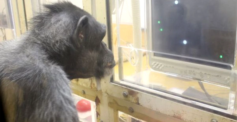 Cimpanzeii sunt mai inteligenţi decât credeam!