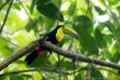 Păsările tropicale din pădurile din Panama trec printr-un declin sever