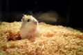 Oamenii de știință au modificat genetic hamsterii pentru a-i transforma în „monștri agresivi“