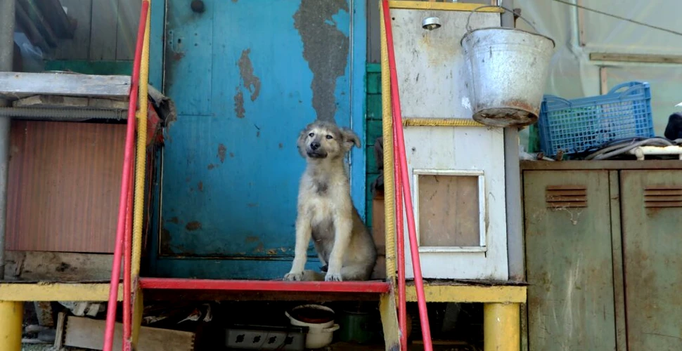 Câinii de la Cernobîl diferă din punct de vedere genetic față de alți câini