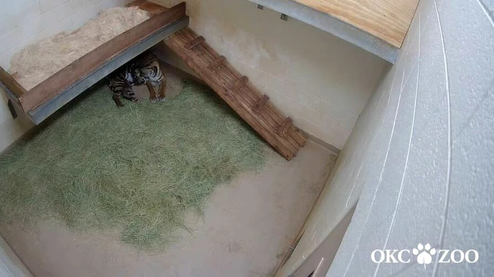 Gemeni de tigru de Sumatra, specie pe cale de dispariție, născuți la o grădină zoologică din SUA