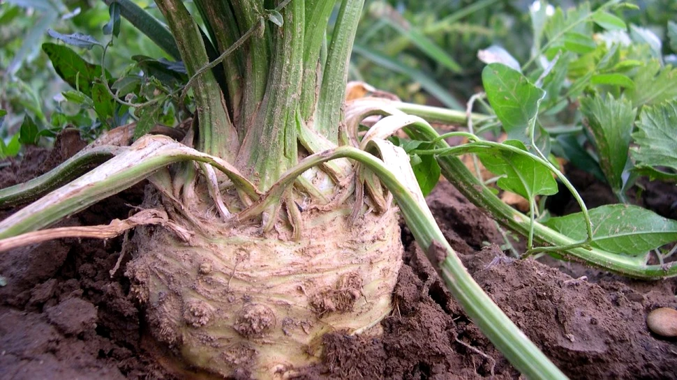 Care sunt beneficiile ţelinei pentru organism şi de ce este recomandată de nutriţionişti