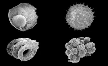O nouă descoperire paleontologică umple un gol important în istoria vieţii şi oferă indicii cruciale cu privire la apariţia primelor organisme pluricelulare