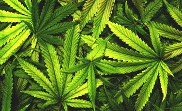 Niciun motiv să credem că bolile mintale pot fi tratate cu ajutorul canabisului, a concluzionat un studiu