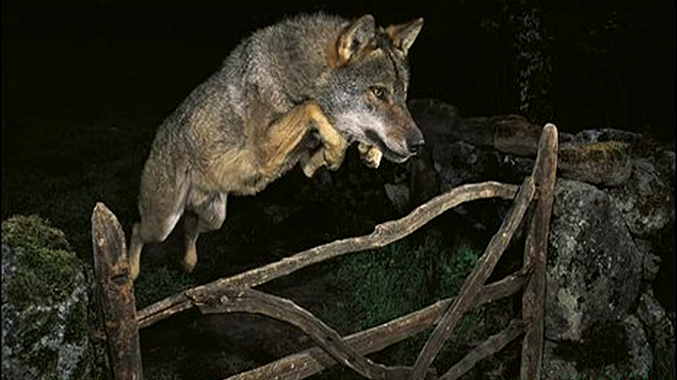 Scandal: castigatorul Wildlife Photographer of the Year a trisat