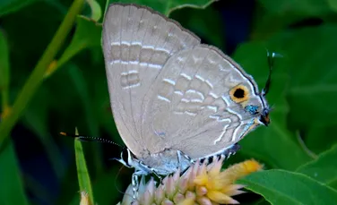 Test de cultură generală. Insectele au creier sau nu?