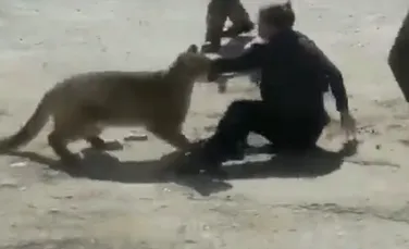 O pumă a atacat o femeie, ajutor de şerif, în SUA