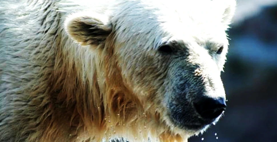 S-a schimbat habitatul ursilor polari