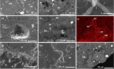 Mostrele extrase de pe asteroidul Ryugu, contaminate la scurt timp după ce au ajuns pe Pământ
