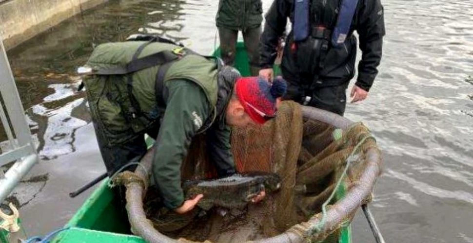Un peşte ”rebel”, care mânca raţe, a fost scos dintr-un lac