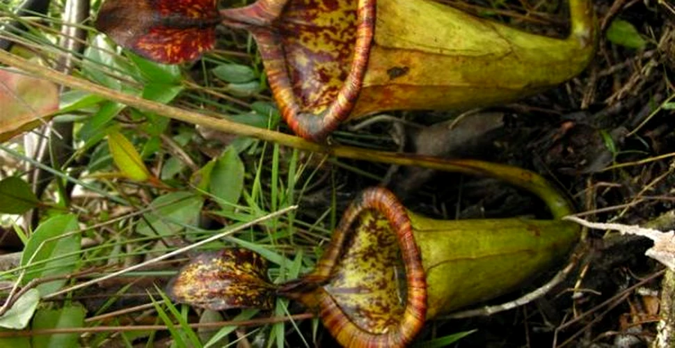 A fost descoperita o planta carnivora care prinde sobolani