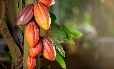 Patru arbori de cacao peruvieni nou descoperiți ar putea salva viitorul ciocolatei
