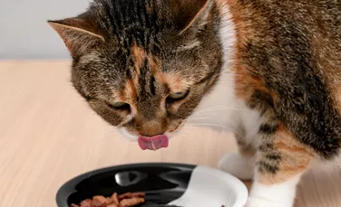 Confirmat științific! De ce este bine să încălzim mâncarea pentru pisici?