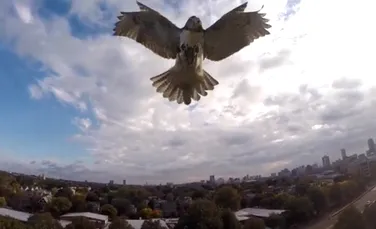 Momentul incredibil în care un şoim atacă drona trimisă să filmeze pe teritoriul lui (VIDEO)