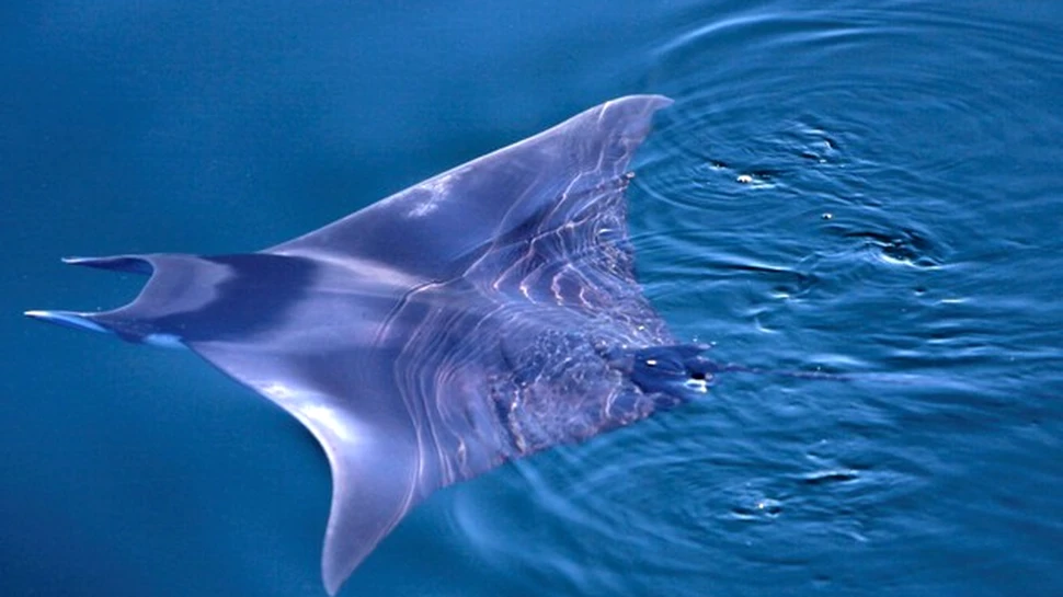 Doi fotografi români, în căutarea unui specimen de diavol de mare în Mexic