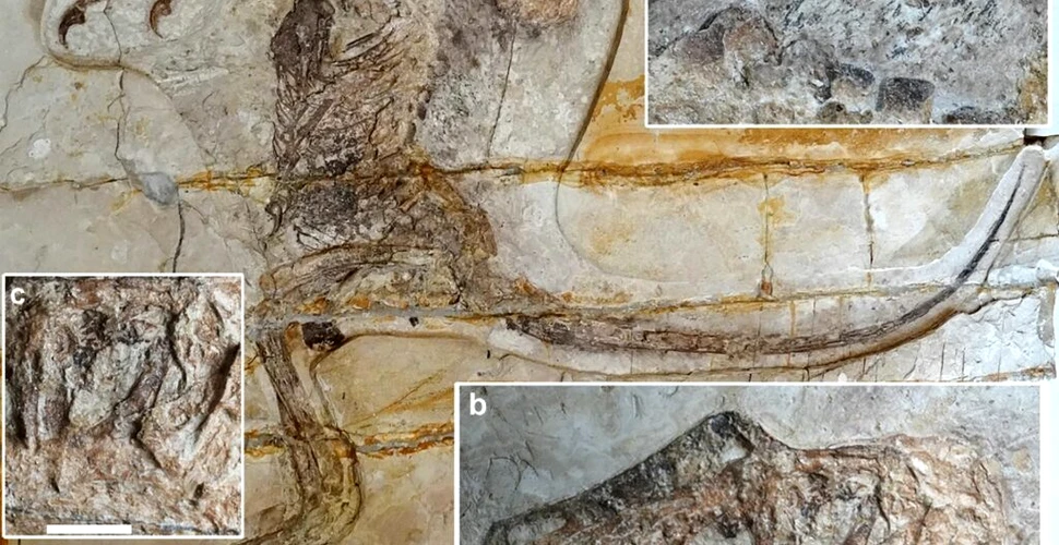 Măruntaiele unui dinozaur carnivor, descoperite într-o fosilă foarte rară