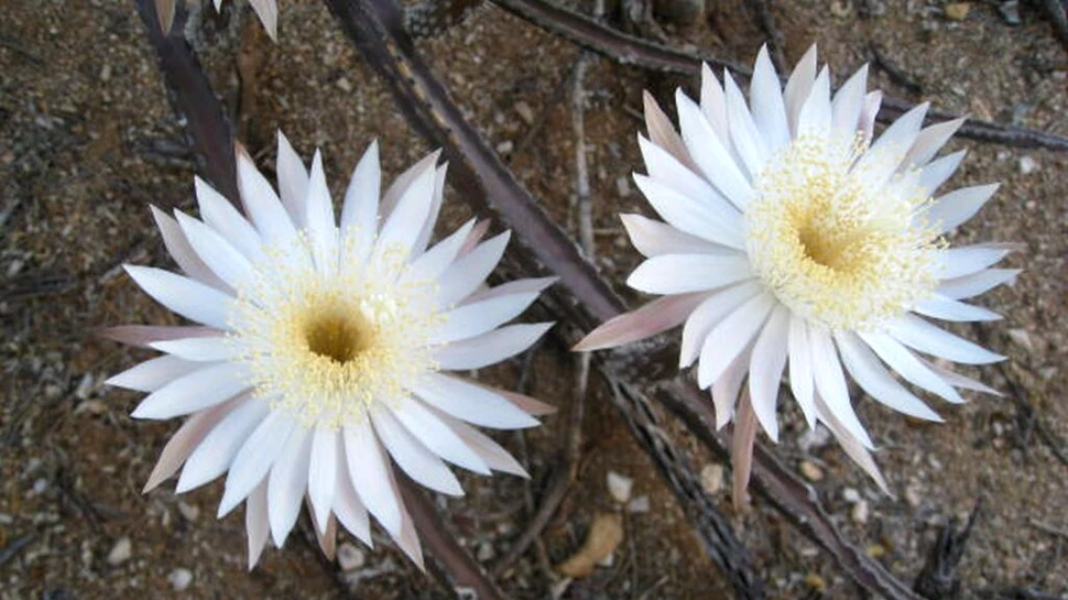 Cactusul care înflorește doar o dată pe an: o poveste despre frumusețe efemeră și misterul naturii
