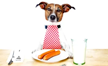Marile greşeli ale iubitorilor de câini: care sunt cele mai periculoase alimente pe care le dau oamenii acestor animale?