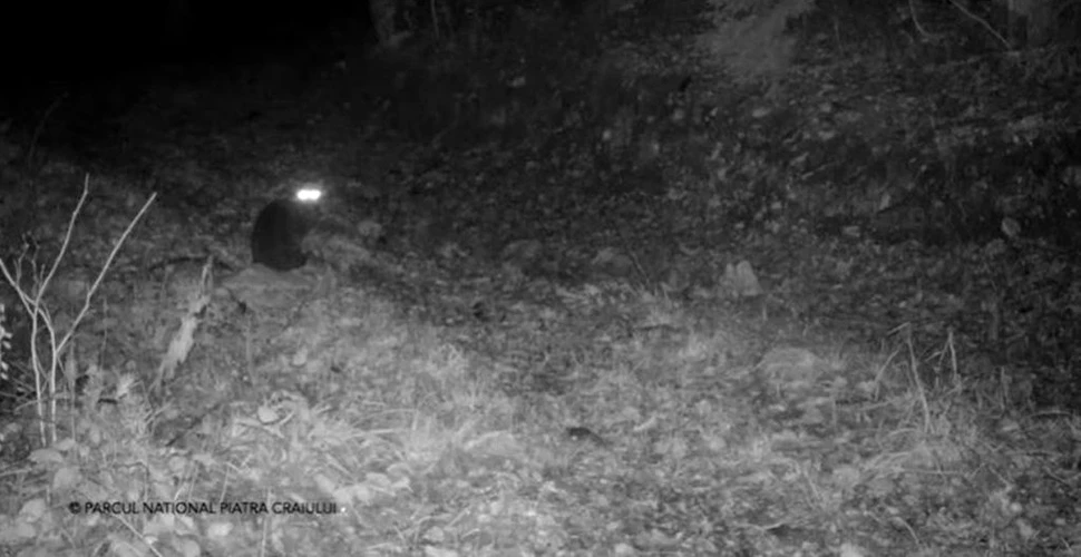 Imagini rare cu o pisică sălbatică, surprinse în Parcul Național Piatra Craiului