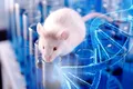 Un vaccin a amânat cu succes îmbătrânirea cauzată de „celulele zombie” în cazul șoarecilor