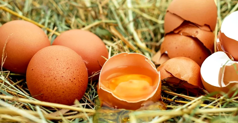Primele ouă vegane obţinute în laborator. Care sunt intenţiile creatoarelor